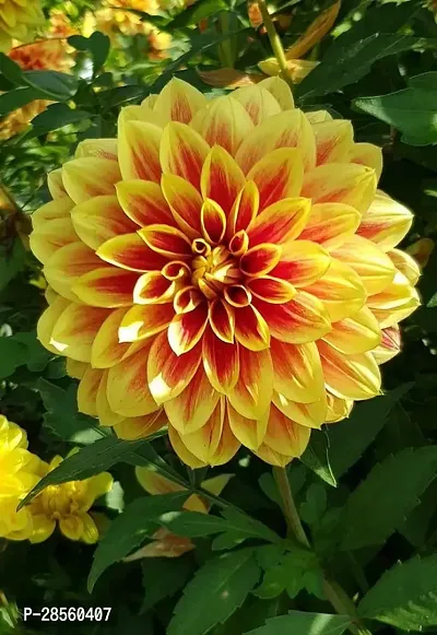 Earth Angels Chrysanthemums Guldavari Plant Dahlia-16_Plant-thumb0