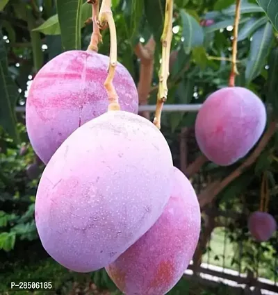 Mango Plant  MIYAZAKI Plant  069