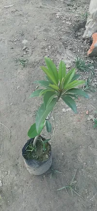 Natural Live Plant for Home Garden-thumb2