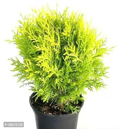 Natural Live Plant for Home Garden-thumb0