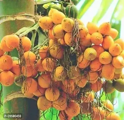 Betel NutSupari Plant  Live hybrid supari Plant Supari LP-thumb0