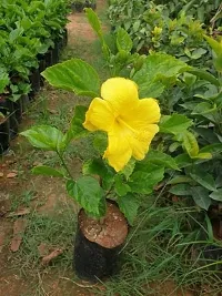 Natural Live Plant for Home Garden-thumb2