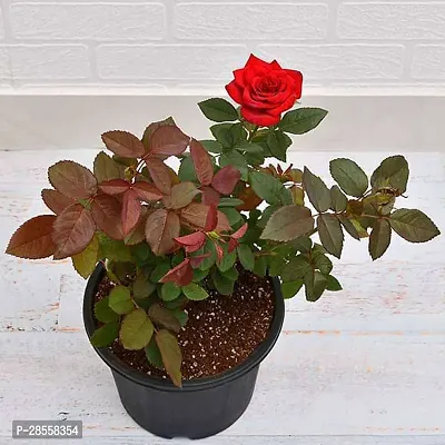 Earth Angels Rose Plant RED ROSE-thumb0