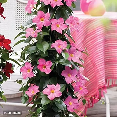 Natural Live Plant for Home Garden-thumb2