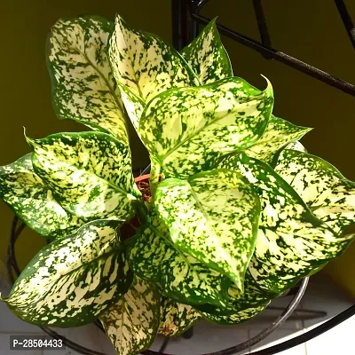 Aglaonema Plant  Aglaonema Plant  041