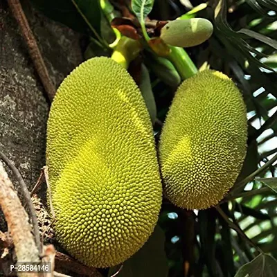 Jack Fruit Plant  Jack Fruit Plant  Grafted  Pack of 2  Live Plant s-thumb0