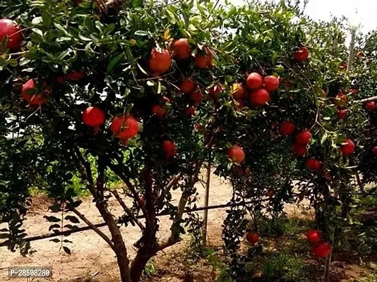 Pomegranate Plant  Bedana Plant kingdom90