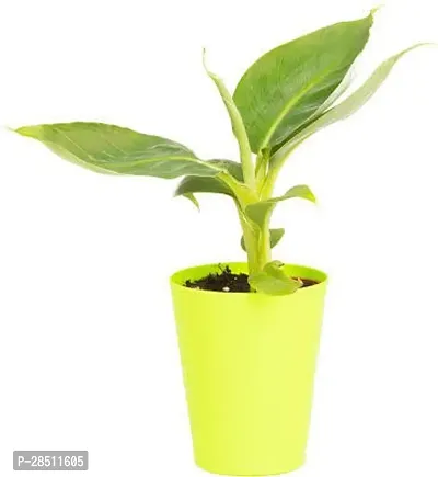 Natural Live Plant for Home Garden-thumb0