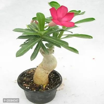 Adenium Plant  Adenium Plant   Pink-thumb0