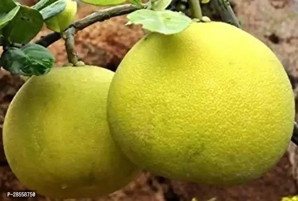 Earth Angels Lemon Plant Rare Sweet Pomelo Citrus KAMBILI NARANGA - High Yield Lemon Fruit 1 Healthy Live Plant With Plastic Bag-thumb0