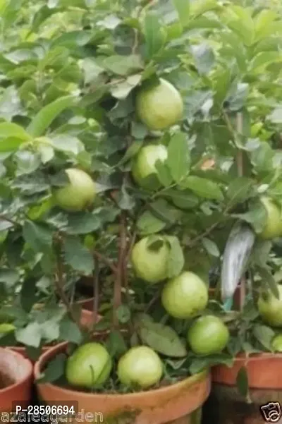 Guava Plant  AmroodGUAVA Plant  102-thumb0