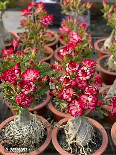 Adenium Plant  ADENIUM Plant   a02d