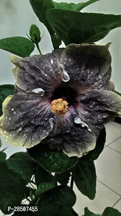 Hibiscus Plant  hibp01