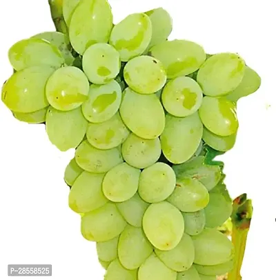 Earth Angels Grape Plant Badami Grape Plant For Outdoor Garden-thumb0