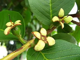 Guava Plant  Live Gauva Rare Amrud Plant  Red Flesh Fruit Tree-thumb2