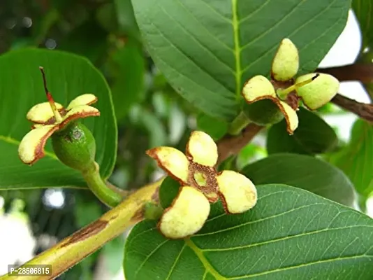 Guava Plant  Live Gauva Rare Amrud Plant  Red Flesh Fruit Tree-thumb3