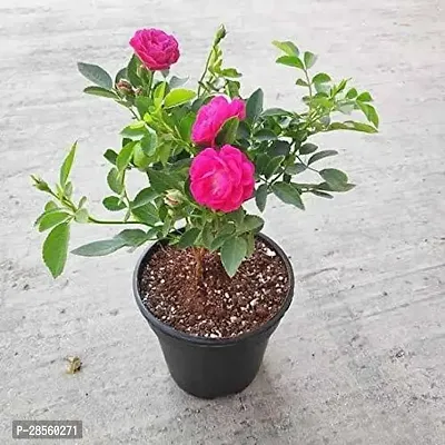 Earth Angels Rose Plant rose90-thumb0