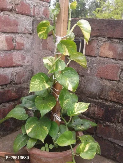 Natural Live Plant for Home Garden