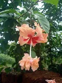 Hibiscus Plant  Joba  Oxygp15-thumb1