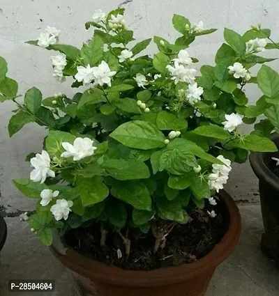 Jasmine Plant  Jasmine bel Plant  002-thumb3