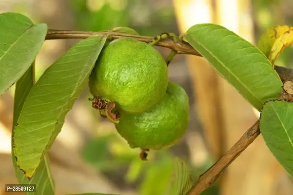 Guava Plant  Guava XPM01