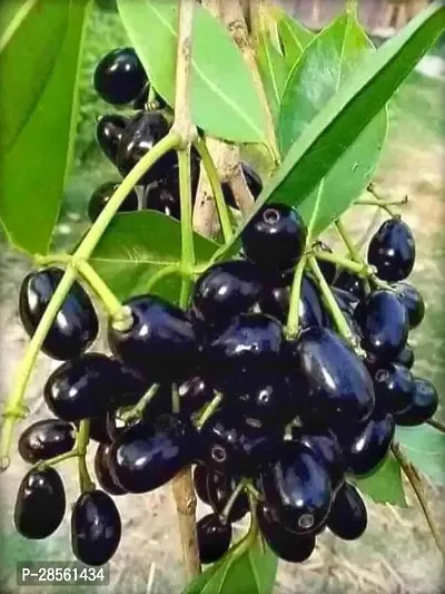 Earth Angels Java Plum Plant Java Plum Hybrid Live Plant.-thumb0