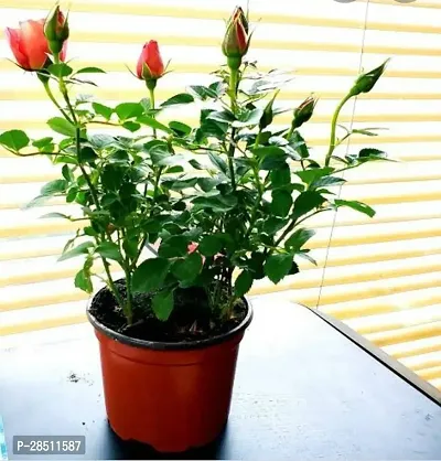 Natural Live Plant for Home Garden-thumb0