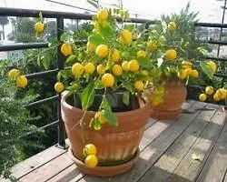 Natural Live Plant for Home Garden-thumb2