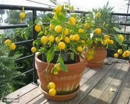 Natural Live Plant for Home Garden-thumb3