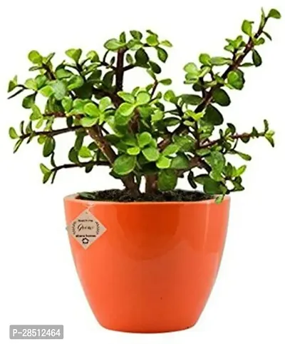 Natural Live Plant for Home Garden-thumb0