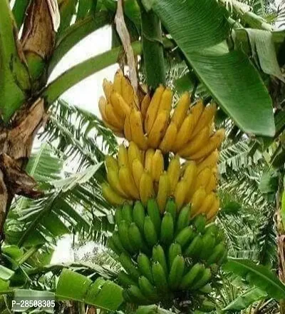 Banana Plant  Banana Plant kingdom25