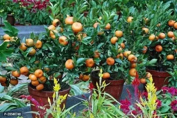 Orange Plant  Orange XNatural Nursery01-thumb0