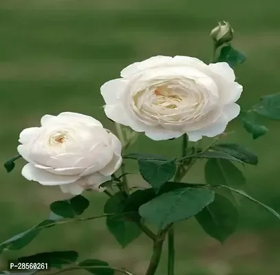 Earth Angels Rose Plant Rose Plant ( Hybrid White Rose Plant )-thumb0