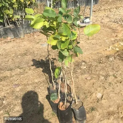 Red Sandalwood Plant  Lal Chondon Plant hops-thumb2