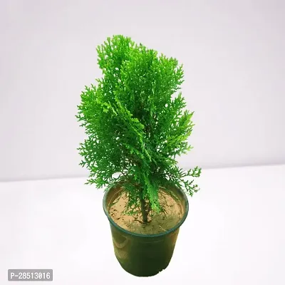 Natural Live Plant for Home Garden-thumb0