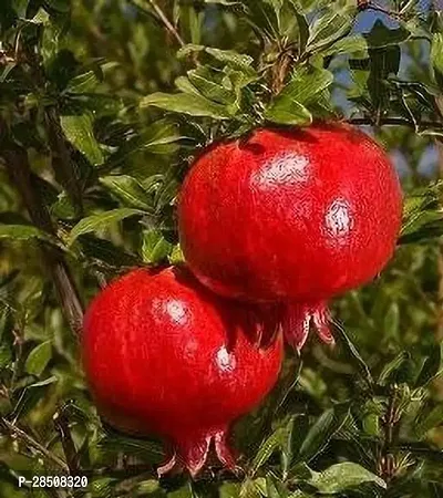 Pomegranate Plant  Bedana Plant kingdom169-thumb0