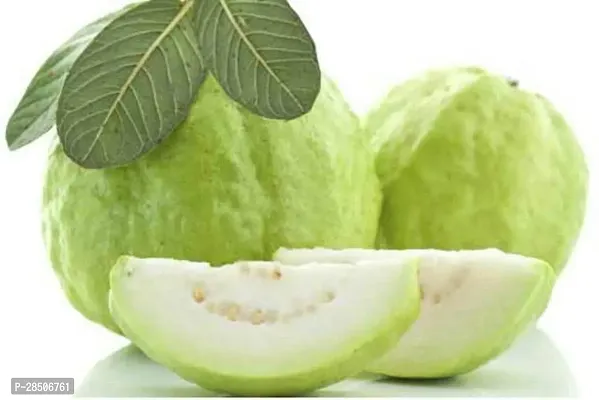 Guava Plant  Live 1 KG Guava Plant-thumb0