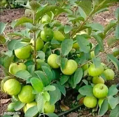 Earth Angels Guava Plant Guava Plant ( Senior Guava Plant )-thumb0