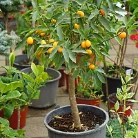 Earth Angels Lemon Plant KUMQUAT TREES Lemon Plant-thumb1