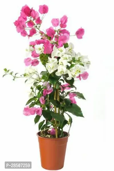 Bougainvillea Plant  byb11