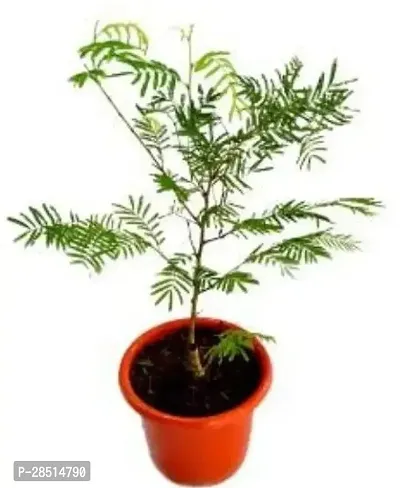 Natural Live Plant for Home Garden-thumb0