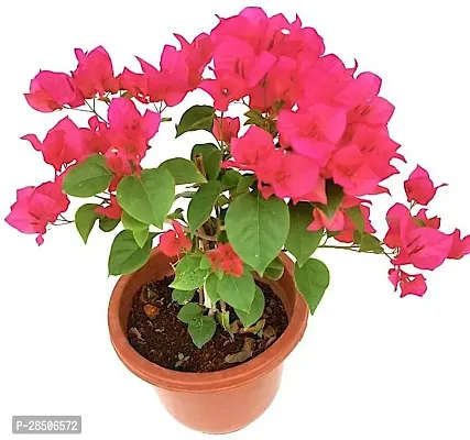 Bougainvillea Plant  Bougainvillea Flower Plant  K10-thumb0