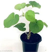 Earth Angels Giloy Plant Giloy Immunity Booster Plant - Tinospora Cordifolia Guduchi, Moonseed, Giloy Medicinal and Natural Plant (1 Plant, 1 Pot)-thumb2