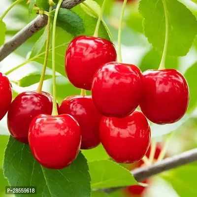 Earth Angels Cherry Fruit Plant Cherry Plant-thumb0