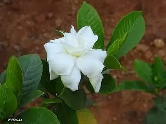 Earth Angels Lemon Plant GONDHORAJ CHILD PLANT-thumb0