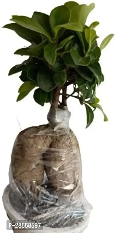 Earth Angels Ficus Bonsai Plant GHBN191-thumb0