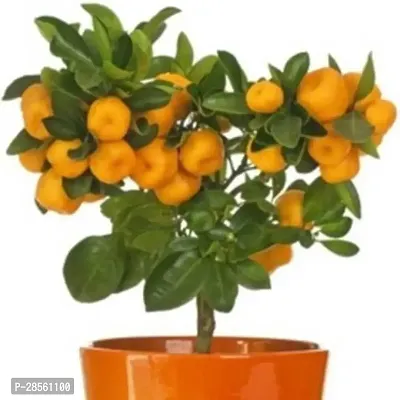 Earth Angels Orange Plant Orange Plant40-thumb2