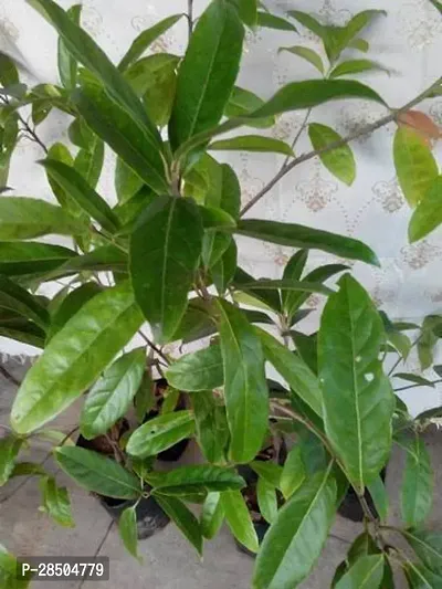 Rudraksh Live Plant  Rudraksha Plant 001-thumb0