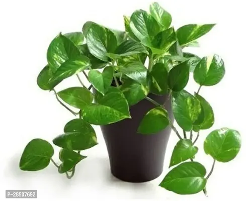 Golden Money Plant  MoneyPlant  Pack 5 XPlant Zom-thumb0