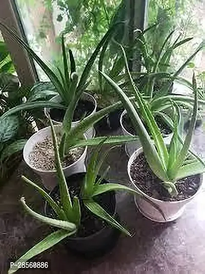 Earth Angels Aloe Vera Plant Aloe Vera Plant 064-thumb0